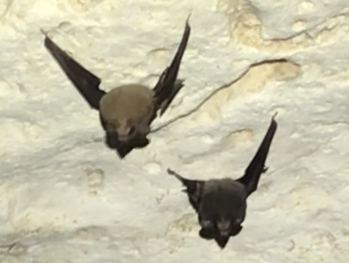 Lesser Dog-like Bat
