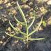 Pelargonium leptum - Photo (c) uli-irlich, all rights reserved