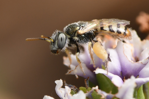 Perdita heliotropii