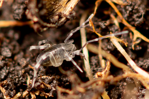 Neocarus