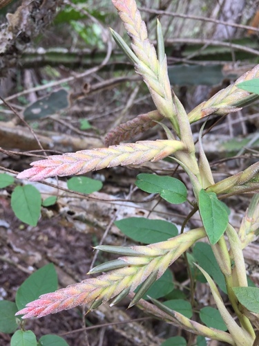 Tillandsia latifolia Meyen