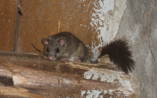 European Fat Dormouse