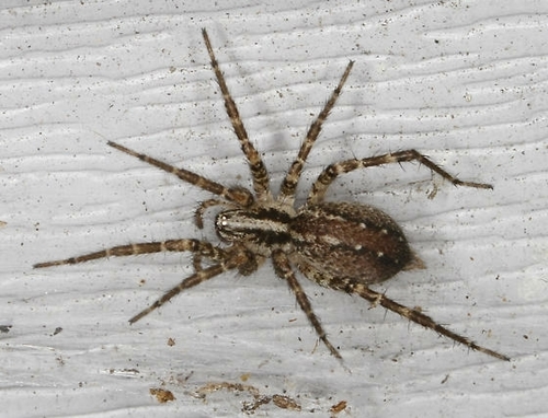 Barronopsis jeffersi