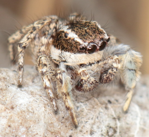 Habronattus cognatus