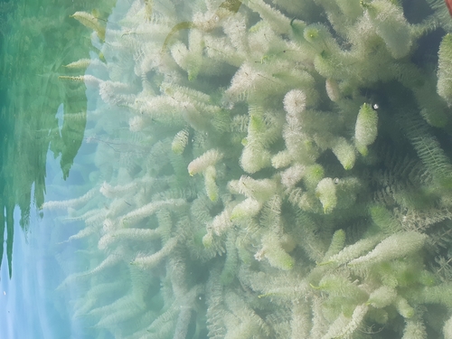 stolístok (Myriophyllum)