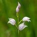 Cephalanthera × otto-hechtii - Photo (c) Fero Bednar, όλα τα δικαιώματα διατηρούνται, uploaded by Fero Bednar