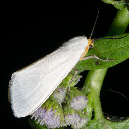 Pygarctia flavidorsalis Barnes & McDunnough, 1913