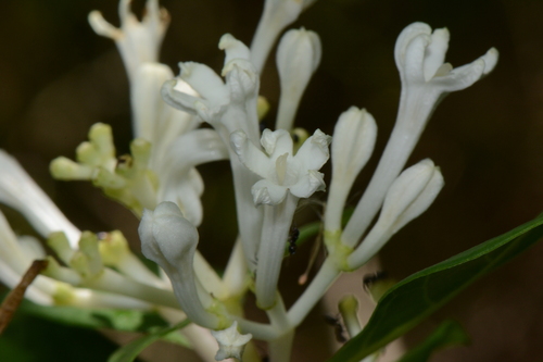 Chassalia umbraticola · iNaturalist