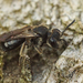 Common Miniature Mining Bee - Photo (c) Henk Wallays, all rights reserved, uploaded by Henk Wallays