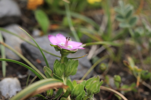 Swertia hispidicalyx