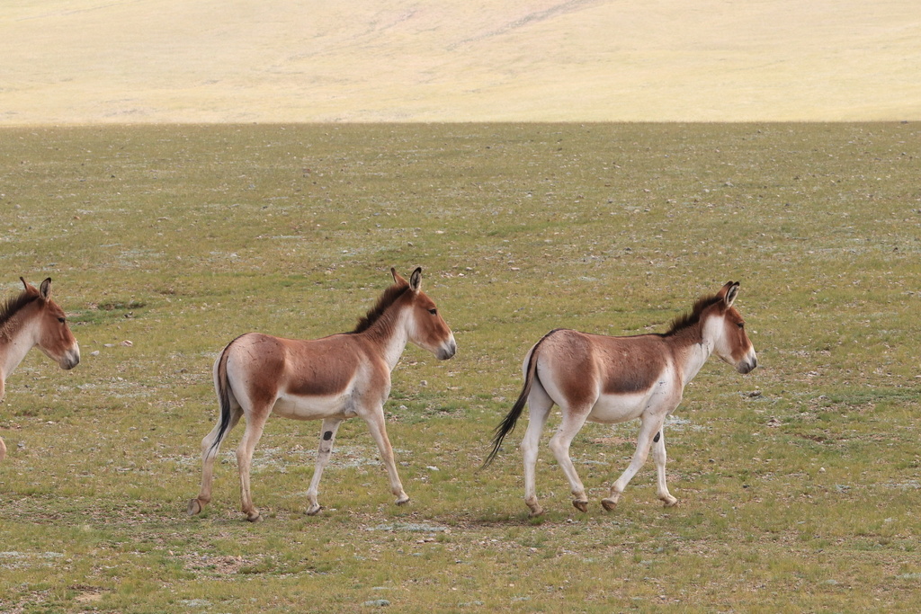 Kiang from 216国道, 阿里地区, 西藏自治区, CN on August 17, 2021 at 09:36 AM by ...