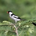 Pin-tailed Whydah - Photo (c) Dimitris S, all rights reserved, uploaded by Dimitris S