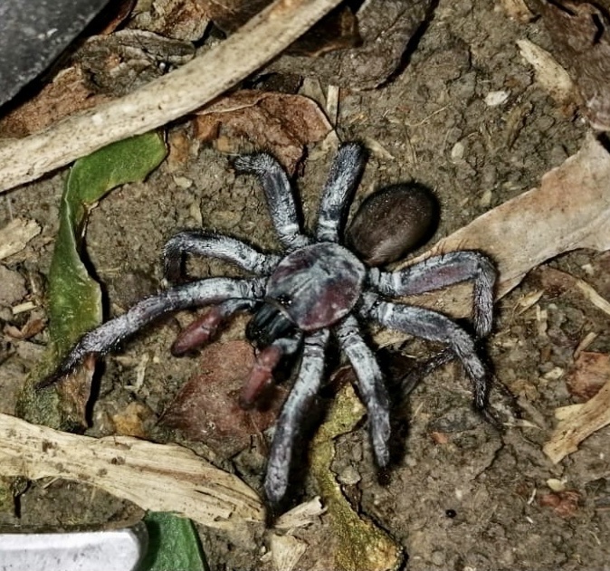 Afrasian Wishbone Spiders from Agnes Street, Mount Moreland, KZN, ZA on ...