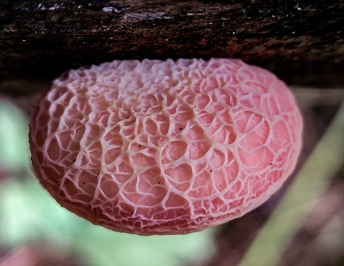 Wrinkled Peach