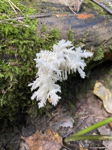 Coral tooth fungus
