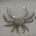 Portly Spider Crab - Photo (c) Laura Coffin, all rights reserved, uploaded by Laura Coffin