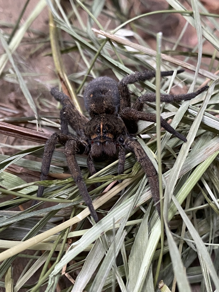 Tigrosa grandis in August 2021 by David H. Clements · iNaturalist