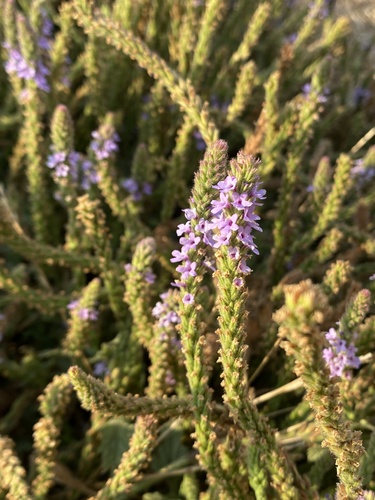 iNaturalist observation photo of western vervain