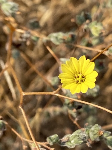 iNaturalist observation photo of common hareleaf