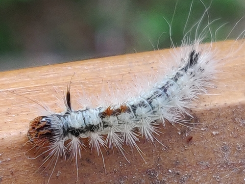 Nut-Tree Tussock