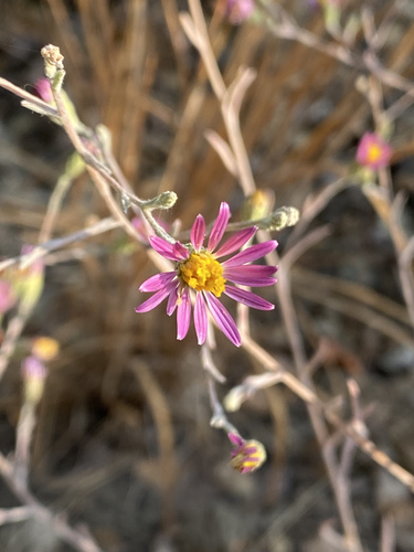iNaturalist observation photo of California Aster