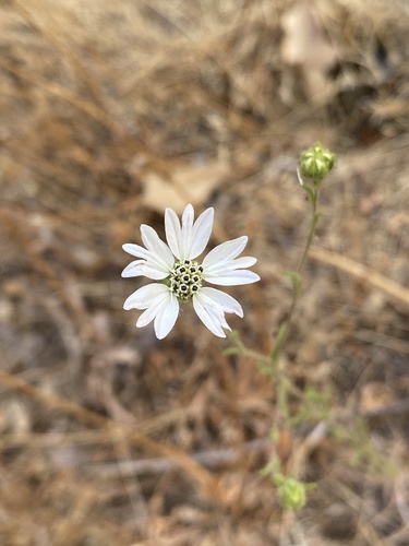iNaturalist observation photo of Hayfield Tarweed