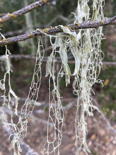 iNaturalist observation photo of lace lichen