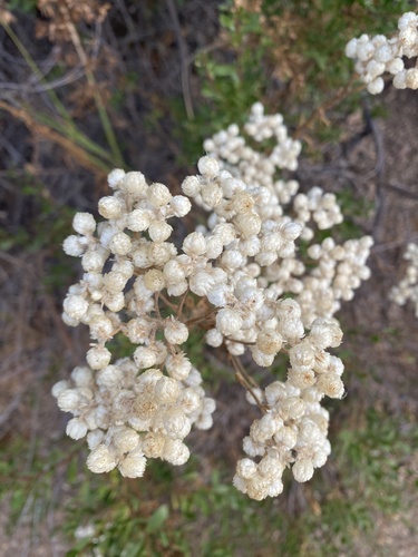 iNaturalist observation photo of California cudweed