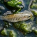 Mediterranean Banded Killifish - Photo (c) Jacopo Jecko M Polvere, all rights reserved, uploaded by Jacopo Jecko M Polvere