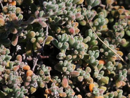 Pale dewplant