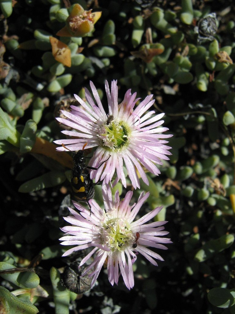 Leipoldtia compacta