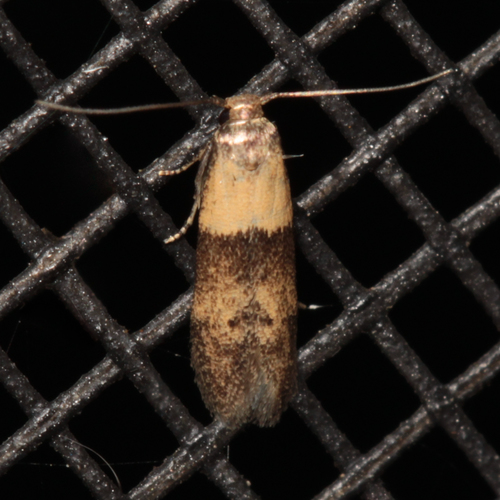 Pigritia laticapitella