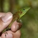Emerald Anole - Photo (c) Dimitris, all rights reserved
