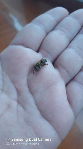 photo of Western Honey Bee (Apis mellifera)