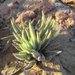 Crassula mesembryanthemoides hispida - Photo (c) prix_burgoyne, todos los derechos reservados, subido por prix_burgoyne
