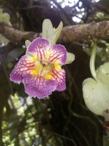 Drymonia chiribogana