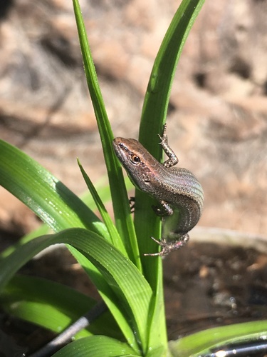 Dark-flecked Garden Sunskink