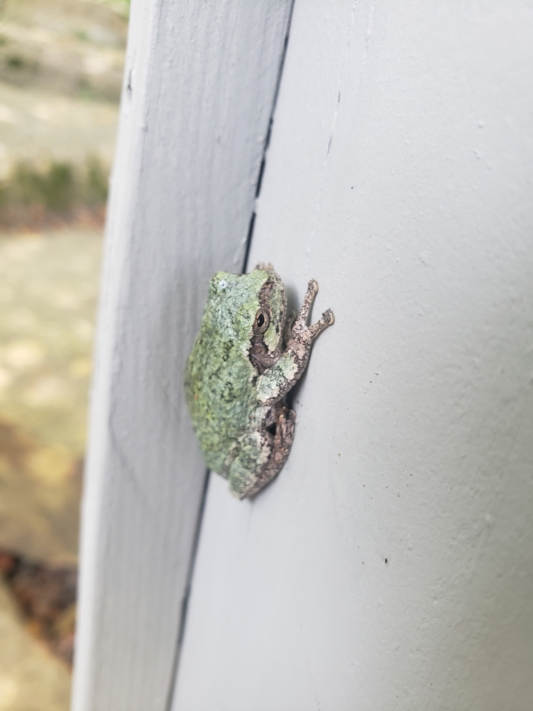 Gray Treefrog Species Complex from Baihly Meadows, Rochester, MN 55902 ...