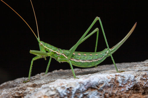 Predatory Bush-cricket
