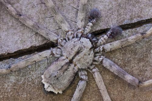 Selenops submaculosus