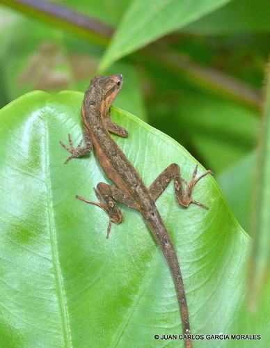 Silky Anole