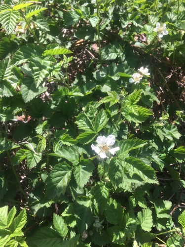 iNaturalist observation photo of trailing blackberry