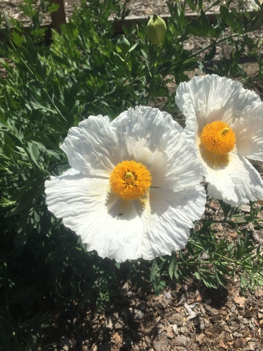 iNaturalist observation photo of Matilija poppies