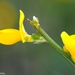 Portuguese Broom - Photo (c) Valter Jacinto, all rights reserved