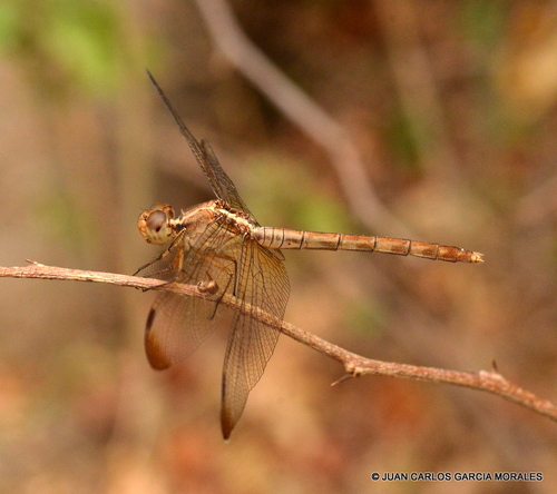 Black-winged Dragonlet