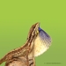 Pondichéry Fan-throated Lizard - Photo (c) Aravind Manoj, all rights reserved, uploaded by Aravind Manoj