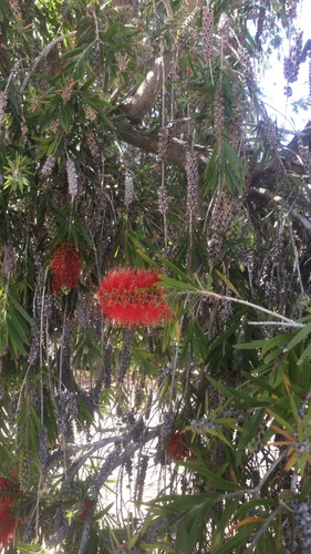 iNaturalist observation photo of weeping bottlebrush