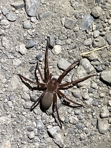 iNaturalist observation photo of Rocky Canyon Spiders
