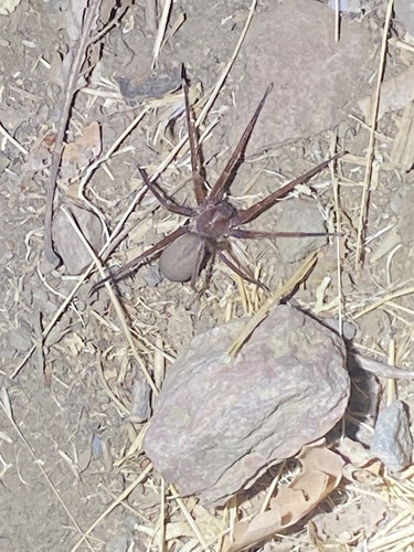 iNaturalist observation photo of Rocky Canyon Spiders