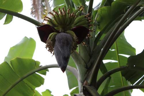 Plantain